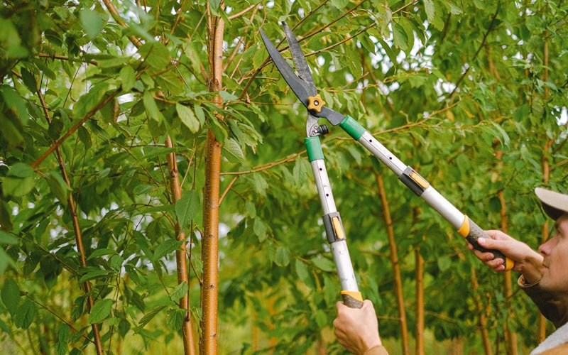 Tree trimming in Maple Hill, KS