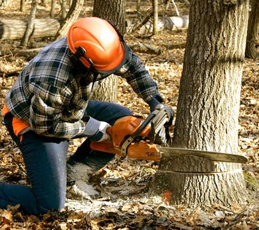 Tree Removal in Maple Hill, KS